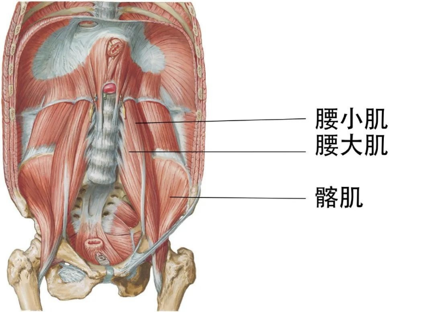 【醫(yī)療科普】：骨盆支點(diǎn)